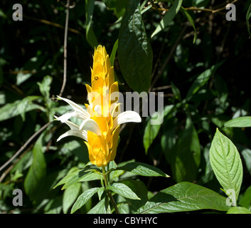 Usine de crevettes (jaune Pachystachys lutea), Costa Rica Banque D'Images