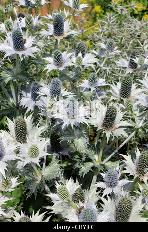 Eryngium bourgatii feuilles épineuses d'argent, en forme de dôme et ombelles de fleurs ressemblant à celles des chardons Banque D'Images