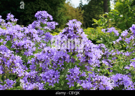 Violet-bleu en forme de fleurs Campanula lactiflora 'Prichard's Variety' Banque D'Images