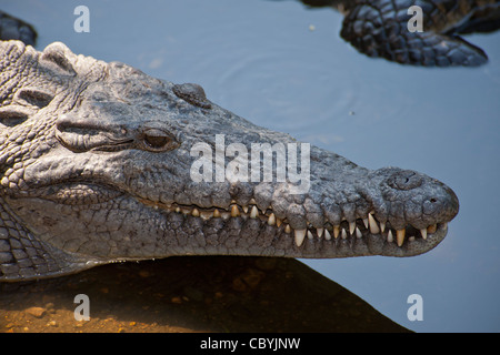 Crocodile, Crocodylus acutus, Zihuatanejo Mexique Banque D'Images