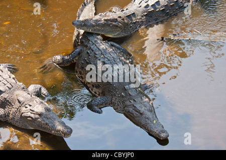 Crocodile, Crocodylus acutus, Zihuatanejo Mexique Banque D'Images