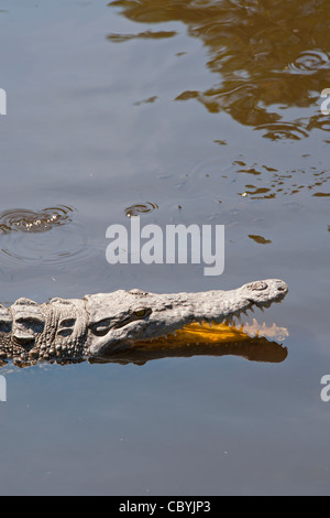 Crocodile, Crocodylus acutus, Zihuatanejo Mexique Banque D'Images