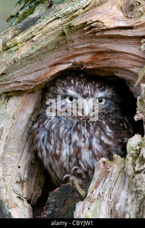 Petit hibou assis dans un vieux trou de l'arbre Banque D'Images