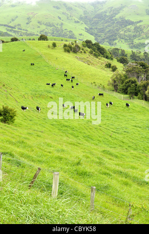 Les champs avec des vaches, la péninsule de Banks, en Nouvelle-Zélande. Banque D'Images