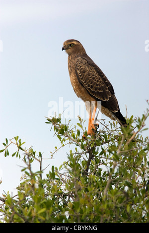 Pale-Chanting immatures Autour des palombes - Etosha National Park - Namibie, Afrique Banque D'Images