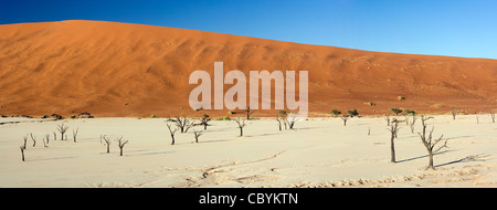 Deadvlei Vue Panoramique Image Composite - dans le Parc National de Sossusvlei - Namib-Naukluft National Park, Namibie, Afrique Banque D'Images