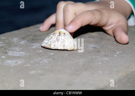 Enfant tenant un micro conteneur de chasse au trésor camouflé caché dans une fausse roche à l'aspect naturel aux Açores, au Portugal. Banque D'Images