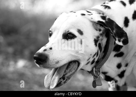 Haletant, portrait de Dalmatie ajusté à b/w Banque D'Images