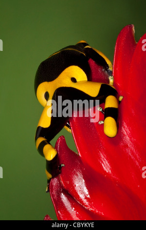 À bandes jaunes poison dart frog à tête jaune (poison dart frog) (bumblebee) grenouille poison (dendrobates leucomelas) Banque D'Images