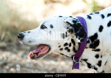 Chien dalmatien, portrait de profil Banque D'Images