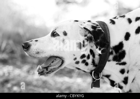 Portrait de profil d'un dalmatien haletants ajusté à b/w Banque D'Images