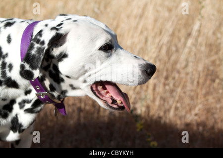 Portrait d'un chien dalmatien haletant Banque D'Images