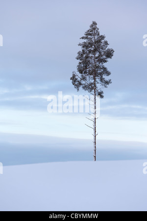 PIN solitaire ( pinus sylvestris ) en haut d'une colline à Winter , Finlande Banque D'Images