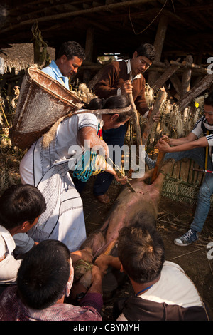 L'Inde, de l'Arunachal Pradesh, le long village, Kombo, Hurin Harvest Festival, sacrifice rituel de porc avec jeu de bambou Banque D'Images