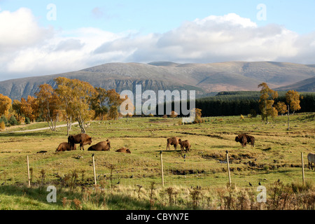 Highland Wildlife Park dans le Kincraig, près d'Aviemore dans les Highlands d'Ecosse Banque D'Images