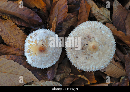 Woodland ou Shaggy Coulemelle (Macrolepiota rhacodes) Banque D'Images