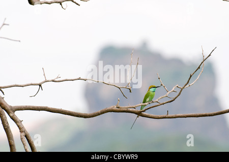 Little Green Bee-eater Merops (orientales) en face de Sigiriya (Lion's rock), Sri Lanka. Banque D'Images