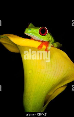 Red-Eyed Tree Frog (agalychnis callidryas) sur fleur jaune Banque D'Images