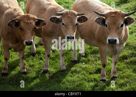 PORTRAIT DE VACHES AUBRAC, NASBINALS, Lozère (48), l'Aubrac, FRANCE Banque D'Images