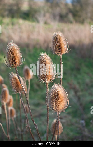 Un stand de chardons avec têtes de fleurs séchées dans le Northumberland, England, UK. Banque D'Images