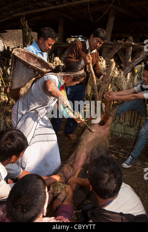 L'Inde, de l'Arunachal Pradesh, le long village, Kombo, Hurin Harvest Festival, sacrifice rituel de porc avec jeu de bambou Banque D'Images