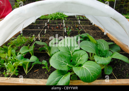 Le Bok Choy et autres légumes sous une couverture en tissu dans un lit. Banque D'Images