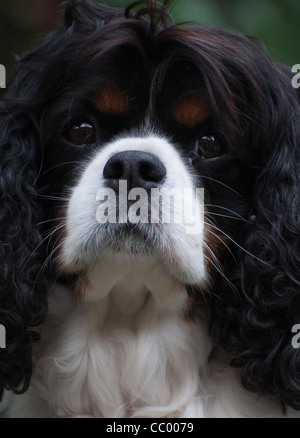 Cavalier King Charles Spaniel Couleur Tri tête portrait Banque D'Images