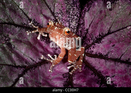 Cinnamon Tree Frog (Nyctixalus pictus) en haut. Banque D'Images