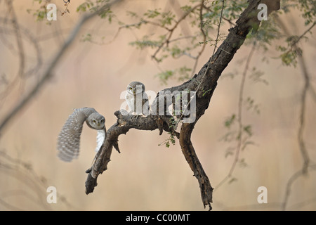 Spotted Owlet (Athene brama) dans le vol à basse altitude dans la réserve de tigres de Ranthambore, en Inde Banque D'Images
