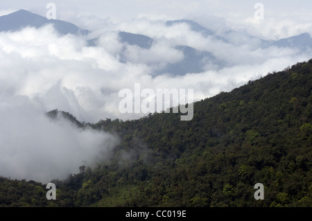 Forêt de montagne dans le nord-est de l'Inde. Banque D'Images