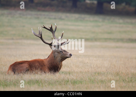 Red Deer stag laying in grass Banque D'Images