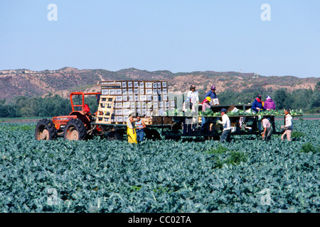 Les travailleurs agricoles migrants et de récolte pack brocoli dans les cartons d'expédition dans un champ près de Guadalupe au comté de Santa Barbara, Californie Banque D'Images