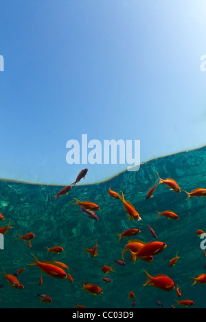 Poissons de récif orange vif avec le reflet de la barrière de corail en Égypte. Mer Rouge avec plein de copier l'espace. Banque D'Images