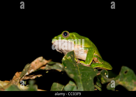 Grand singe vert grenouille d'arbre dans la nature sauvage de l'Amazone au Pérou Banque D'Images