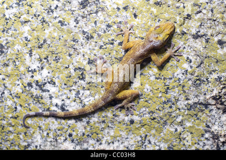 Golden gecko, adultes calodactylodes aureus une rare espèce de lézard les Ghats orientaux, de l'Inde Banque D'Images