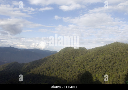 Forêt de montagne dans le nord-est de l'Inde Banque D'Images