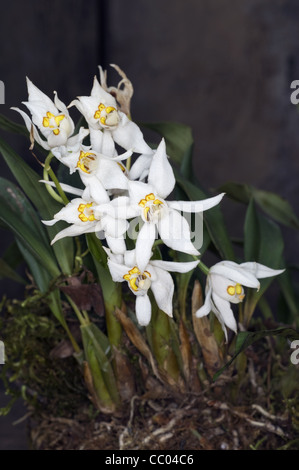 Orchidées de la forêt de montagne en haute altitude Banque D'Images