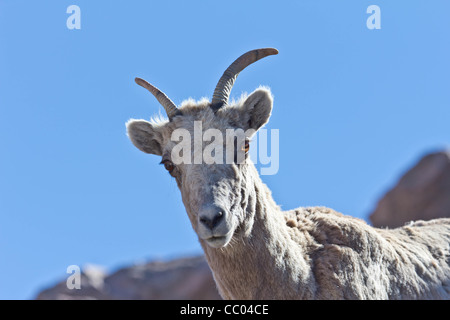 Un bighorn (Ovis canadensis) Banque D'Images