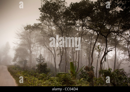 L'Inde, de l'Arunachal Pradesh, au-dessus de forêt brumeuse Daporijo tôt le matin Banque D'Images