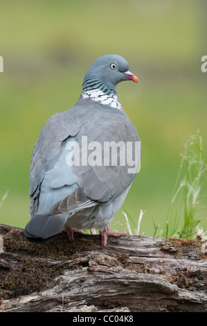 Pigeon ramier (Columba palumbus) perché sur log Banque D'Images