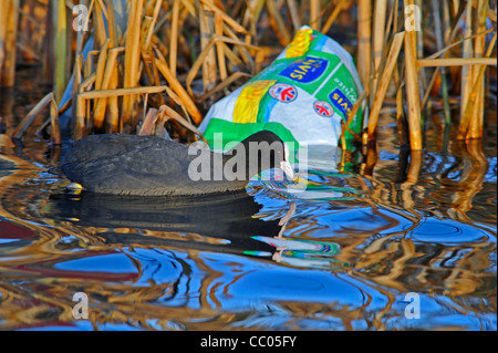 Grâce à une piscine de foulques reed banque un sac à pain en plastique vide flottant à la surface. Banque D'Images