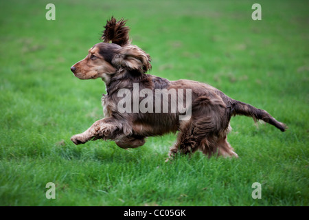 Cocker Anglais running in garden Banque D'Images