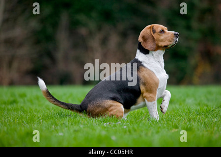 Beagle tricolore chien assis dans le jardin Banque D'Images