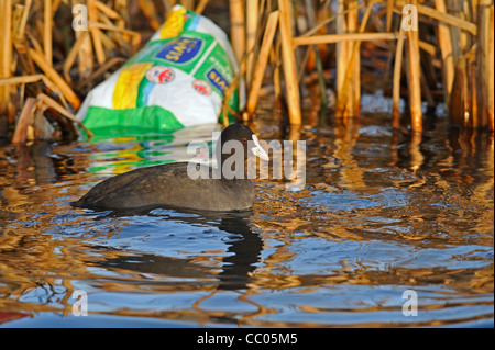 Grâce à une piscine de foulques reed banque un sac à pain en plastique vide flottant à la surface. Banque D'Images