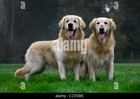 Deux golden retrievers dans jardin Banque D'Images