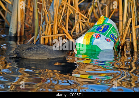 Grâce à une piscine de foulques reed banque un sac à pain en plastique vide flottant à la surface. Banque D'Images