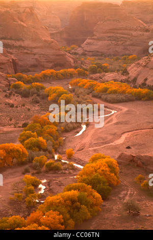 Peupliers en automne dans la région de Canyon de Chelly National Park, Arizona, United States of America Banque D'Images