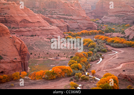 Peupliers en automne dans la région de Canyon de Chelly National Park, Arizona, USA Banque D'Images