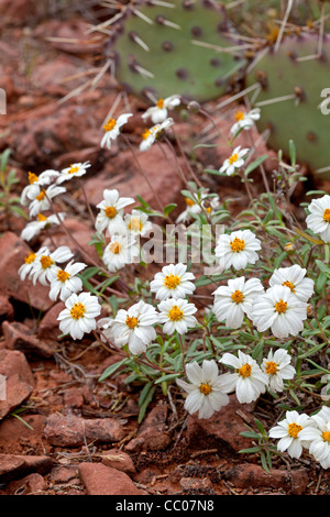 Bouquet de marguerites des Pieds-Noirs (Melampodium leucanthum) dans le désert de Sonora Banque D'Images