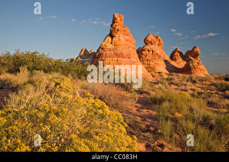 Brosse lapin fleurit près du tipi de formations de grès Coyote Buttes en Arizona du sud Banque D'Images